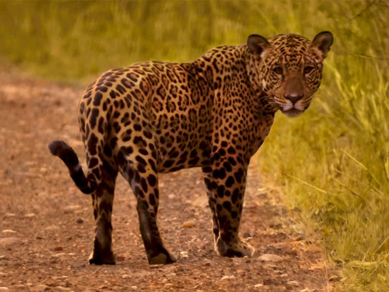 Parque Nacional Kaa-Iya