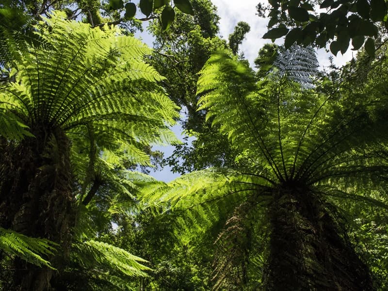 Bosque de los helechos gigantes